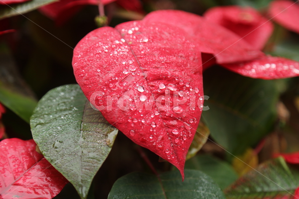 plant,식물,blossom,꽃,flower,물방울