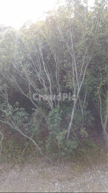 나무,숲,산책,바위,산책로,tree,식물,wood,forest,덤불숲,삼림지대,thicket,grove,woodland,walk,trail,오솔길,path