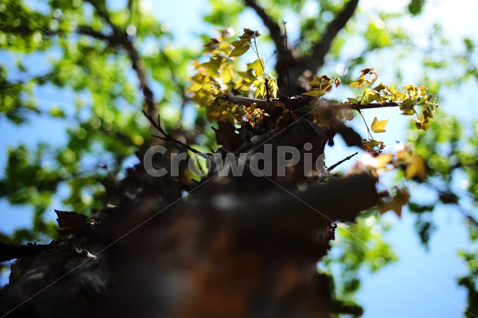 tree,plant,나무,식물,가로수,식물,자연,plants,nature