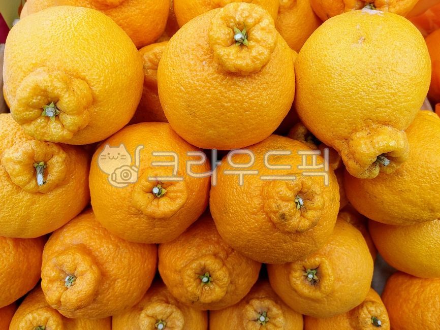 한라봉,citrusfruit,감귤류과일,food,음식,fruit,과일,orange,주황색