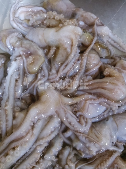 해산물,낙지,빨판,음식,food,수산물,해산물,fishery products,seafood