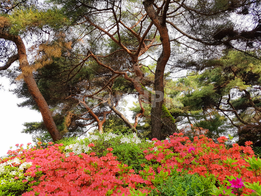 봄,나무,전나무,풍경,배경,녹색,소나무,아침,spring,tree,firtree,landscape,background,숲,forest,꽃,봄꽃,flower,colorful