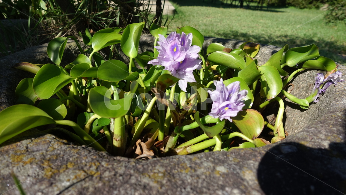 부레옥잠,꽃,flower,blossom,보라색,plant,식물