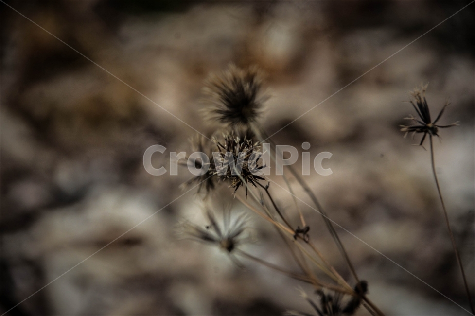 자연,꽃,가을,겨울,산,낙엽,대구,와룡산,분위기,감성,식물,자연,plants,nature