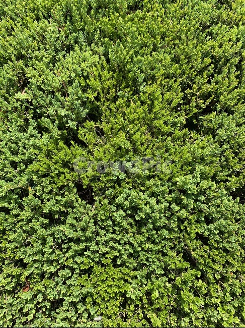 봄,나무,파릇파릇,녹색,잎,나뭇잎,식물,plant,초목,bush,fence,울타리