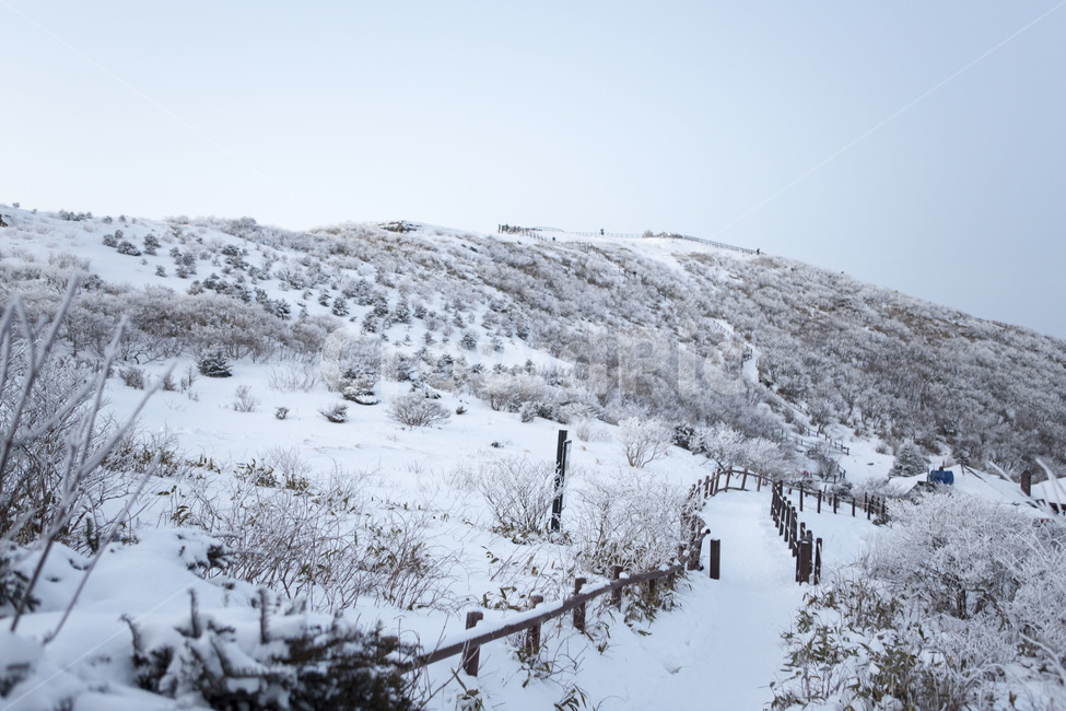 정상,눈꽃,상고대,겨울산,풍경,한국의미,겨울,계절,winter,season,자연,풍경,nature,landscape,한국자연풍경,한국자연경관,korea nature landscape,outdoors,옥외,slope,경사,plant,식물,tree,나무
