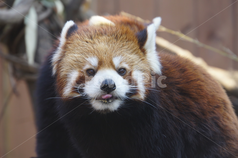 팬더,랫서팬더,귀여운,갈색,동물,동물,animal,포유류,mammal