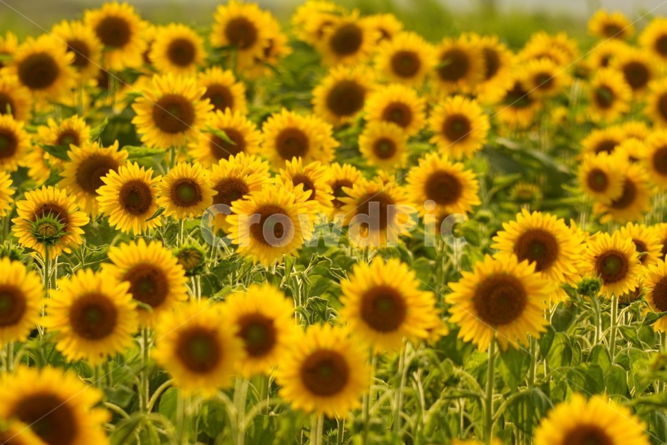 해바라기,가을,꽃,자연,풍경,nature,식물,여름,태양,sunflower,summer,fall,autumn,season,노란색,감성,여름,계절,summer,season,가을,fall,autumn,식물,자연,plants,nature,꽃,flower,plant,blossom