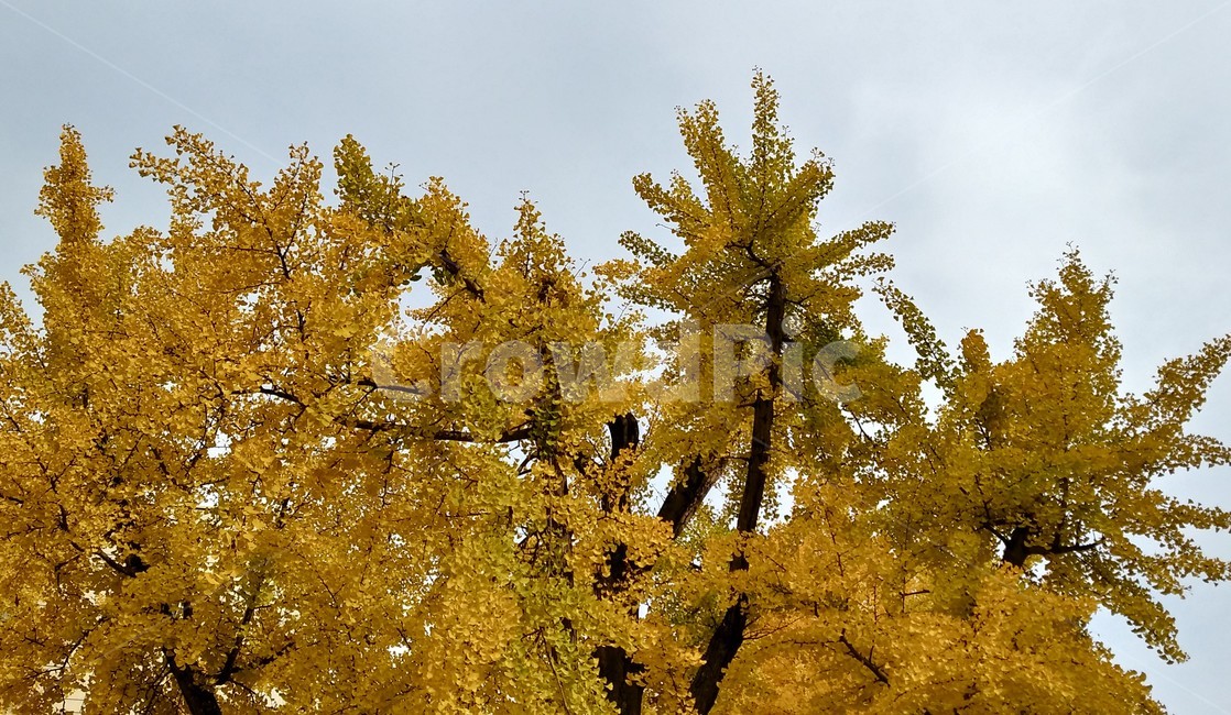 tree,나무,plant,식물,가을,은행나무,단풍,가을,계절,fall,autumn,season