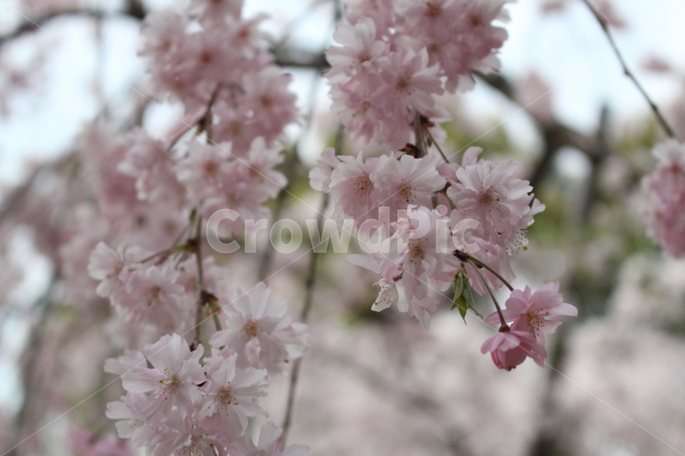 plant,식물,blossom,flower,꽃,cherryblossoms,벚꽃