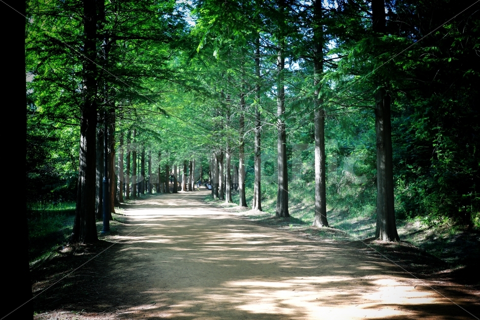 메타세콰이아,숲,수목원,산림,금강수목원,자연,풍경,nature,landscape,path,통로
