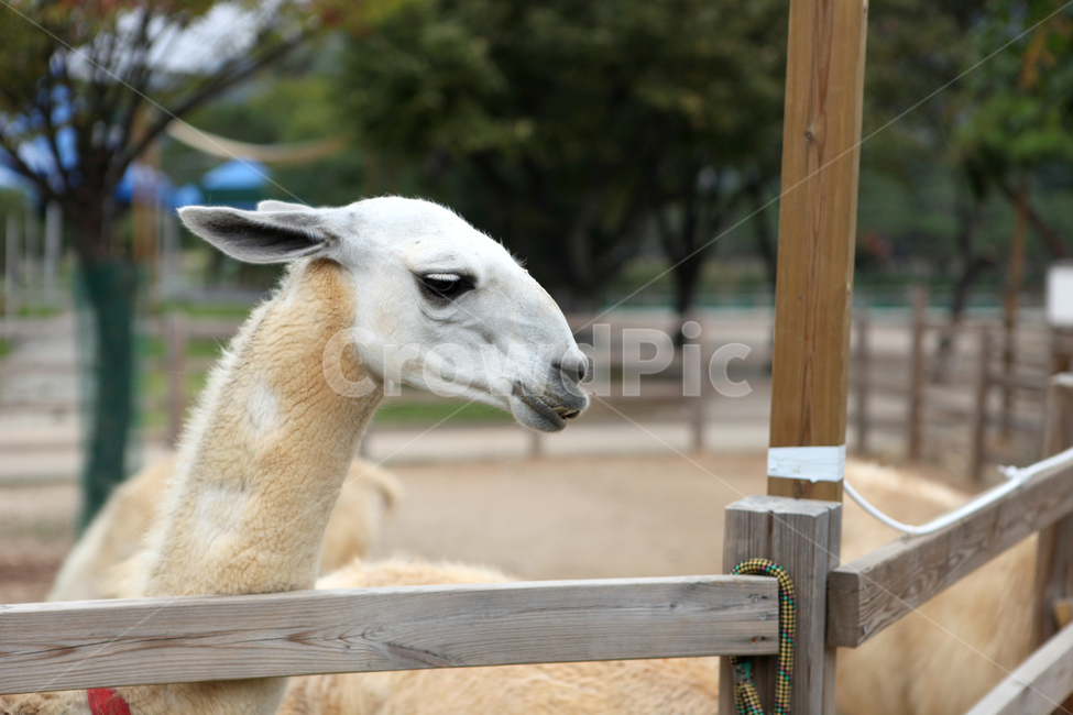 라마,동물,animal,포유류,zoo,동물,animal,포유류,mammal