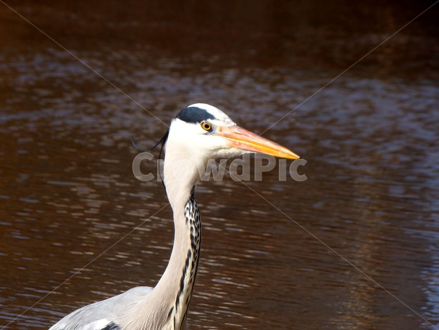 학,조류,새,bird,왜가리,불광천,동물,animal,조류,새,birds