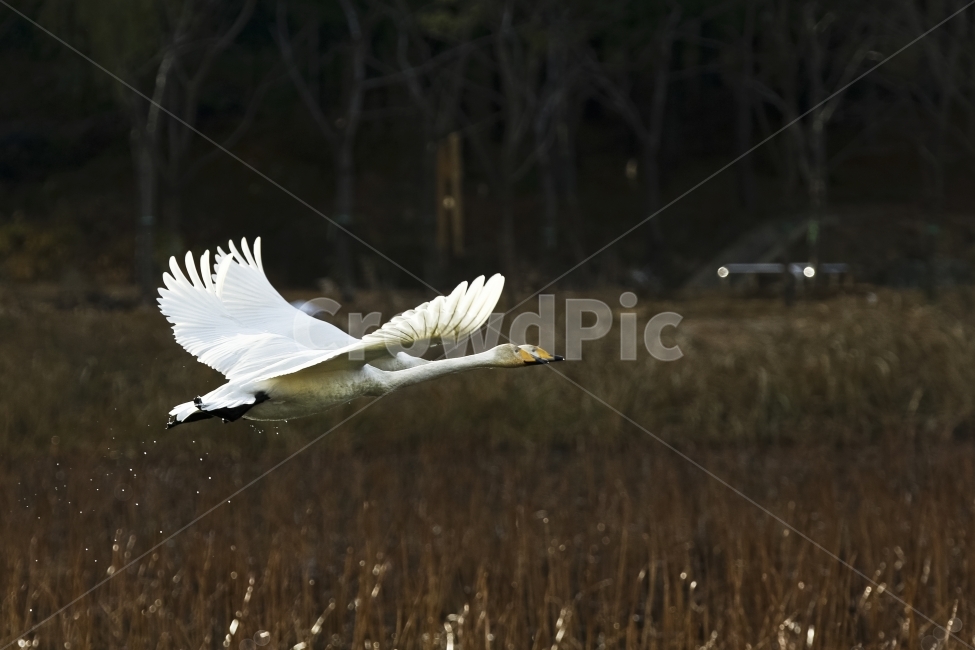 고니,백조,조류,동물,비상,자연,고니의비상,동물,animal,조류,새,birds