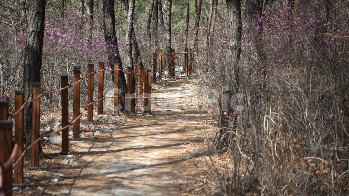 등산로,탐방로,길,mountaintrail,trail,산책로,봄,계절,spring,season,tree,나무,plant,식물,tree trunk,나무 줄기
