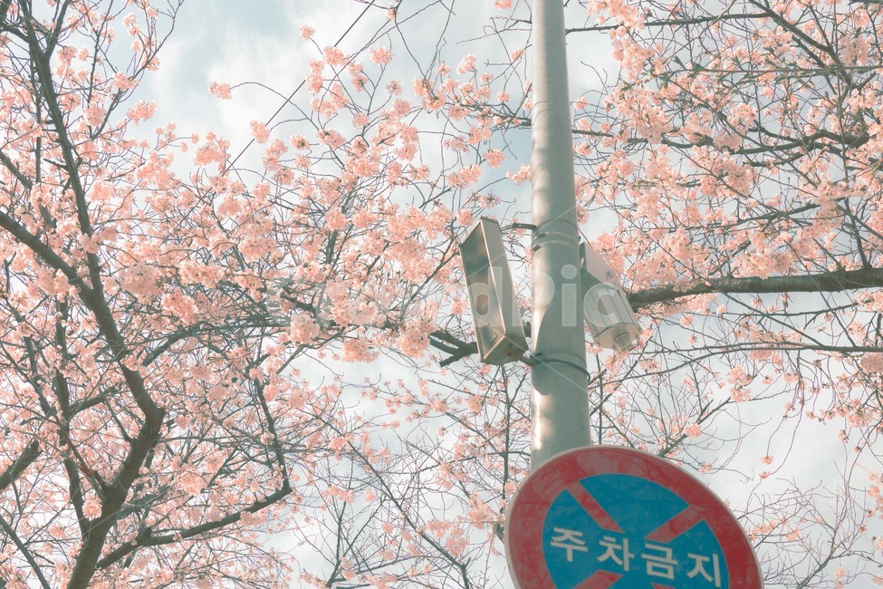 봄,벚꽃,감성,낭만,따뜻함,봄날,여의도,따스함,포근함,4월,식물,자연,plants,nature,꽃,flower,나무,trees,wood