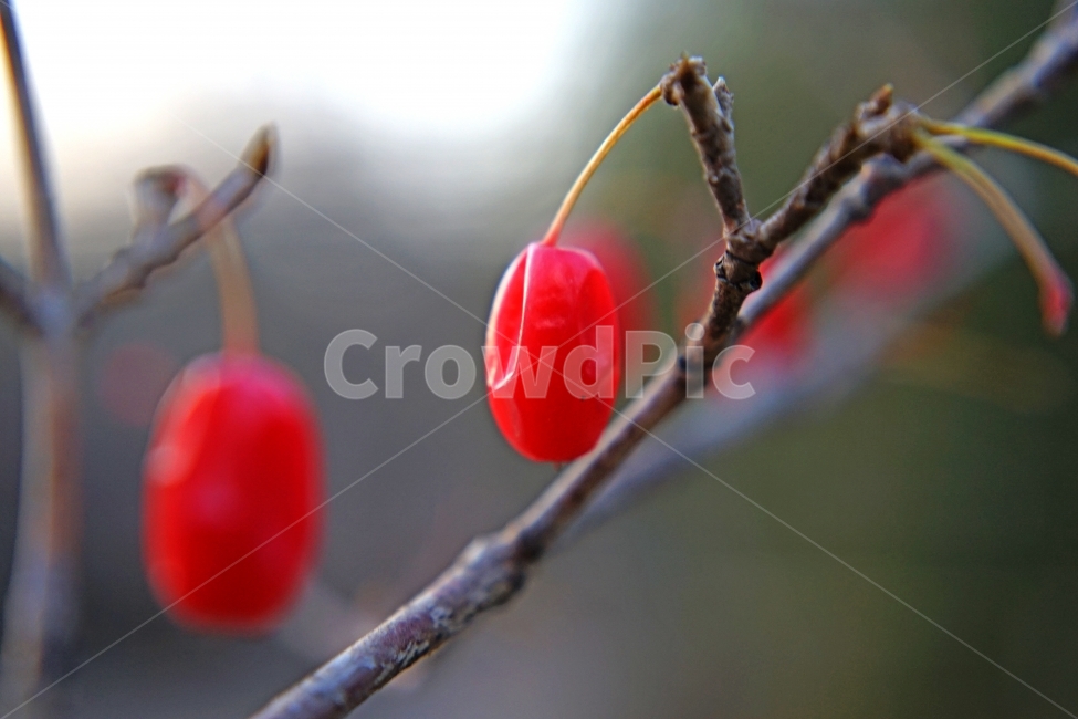 산수유,건강,가을,열매,이미지,과일,열매,fruit