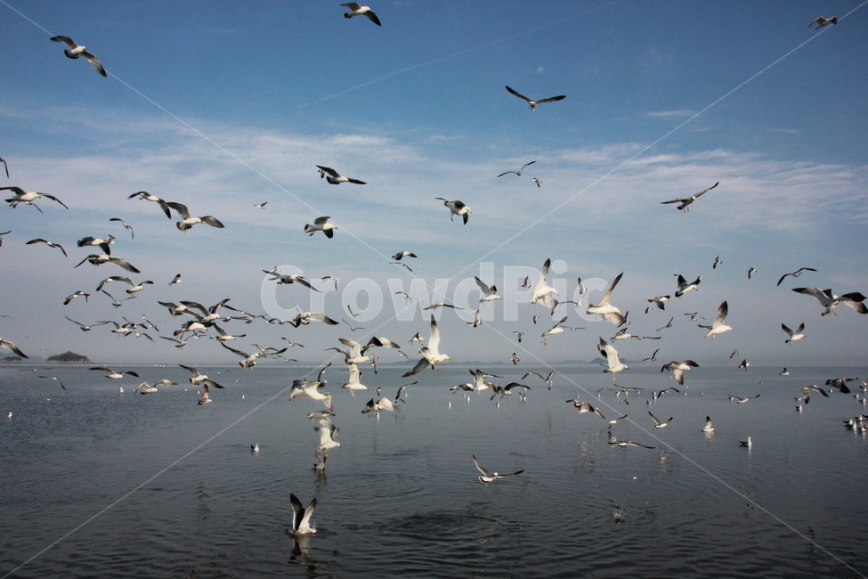 바다,하늘,갈매기,구름,서해바다,seagulls,sea,sky,cloud,korea