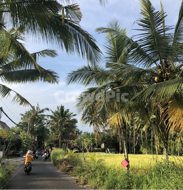 발리,자연,오토바이,인도네시아,야자수,나무,풀,bali,indonesia