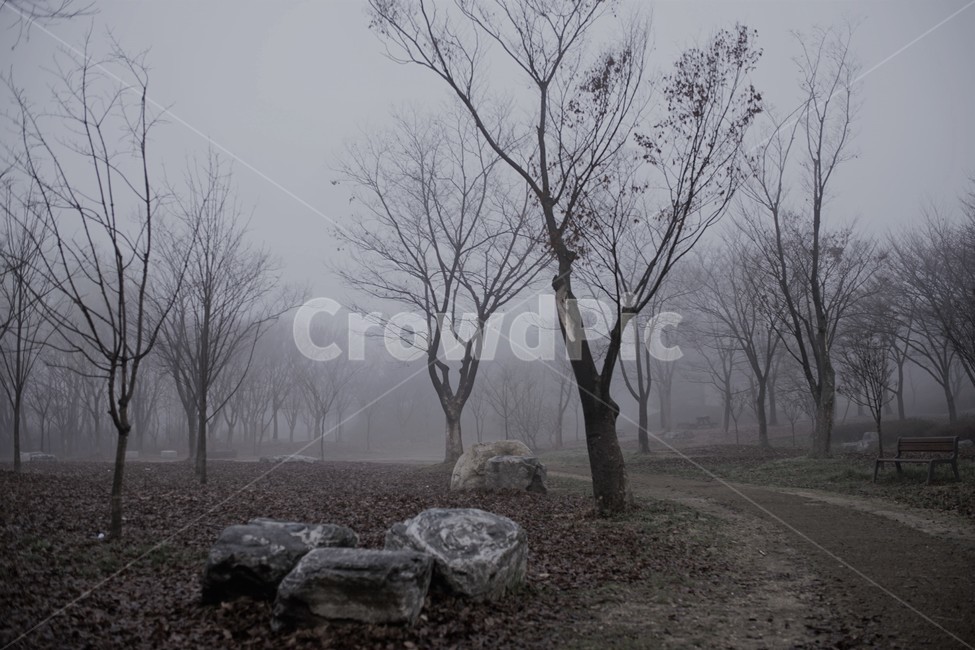 안개,새벽,여명,공원,인천,풍경,자연,풍경,nature,landscape,식물,plants,나무,trees,wood,weather,날씨