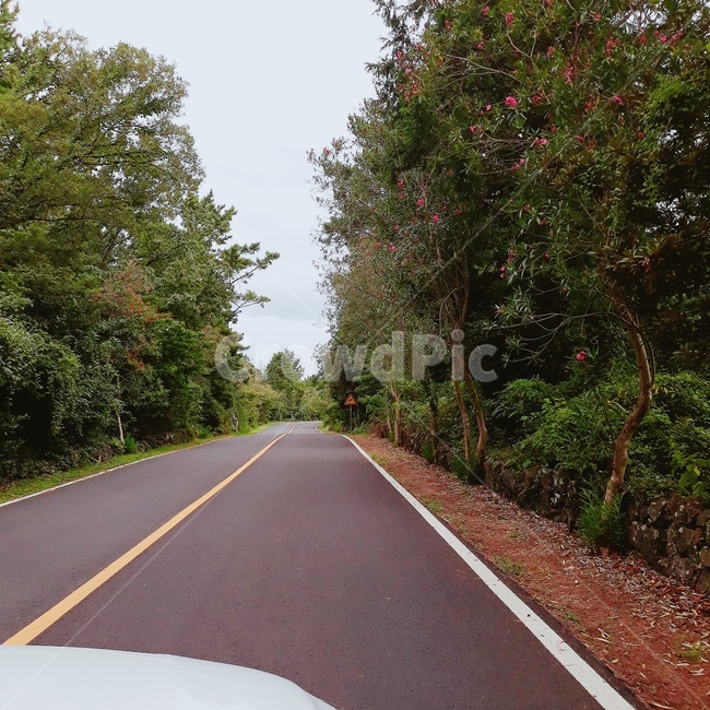 도로,가로수,한적한,나무,2차선,자연,풍경,nature,landscape,road,asphalt,아스팔트,freeway,고속 도로,highway,고속도로