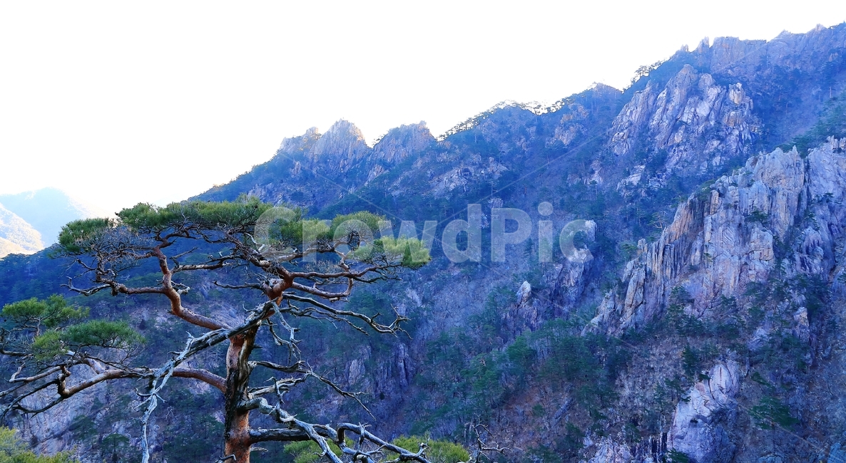 설악산,소나무,암릉,나무,산,자연,풍경,nature,landscape
