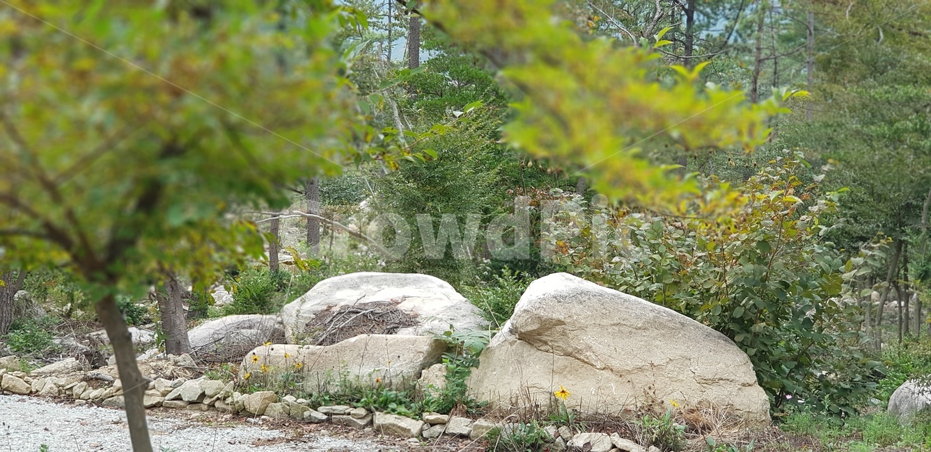 가을,단풍,자연,식물,바위,산,나무,초록색,green,nature,trees,자연,풍경,nature,landscape,ground,바닥
