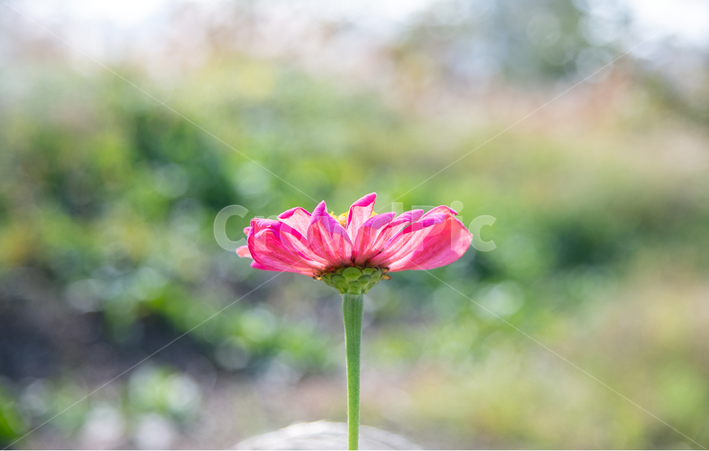 꽃,코스모스,한송이,봄,plant,식물,flower
