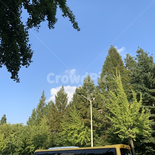 green,tree,yellowbus,자연,나무,노란버스,버스