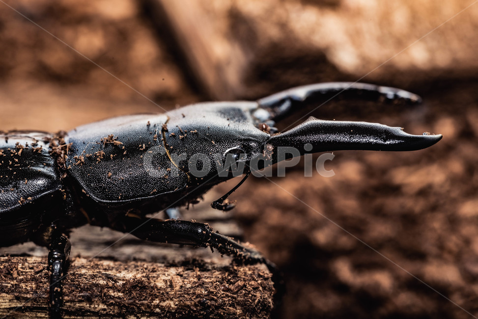 곤충,벌레,자연,생명,사슴벌레,bug,insect,접사,넓적사슴벌레,은신,곤충,벌레,insect,bug