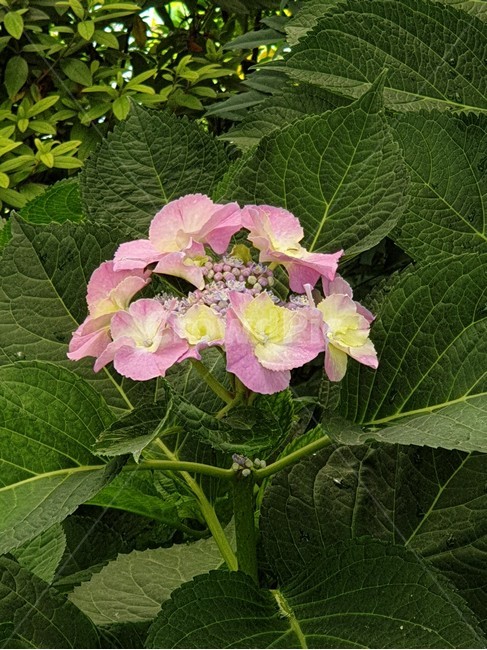 분홍산수국,알칼리토양,산수국,여름꽃,수국