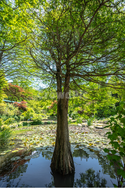 나무,푸르름,연못,반영,숲,공원,tree,foreset,식물,자연,plants,nature,나무,trees,wood