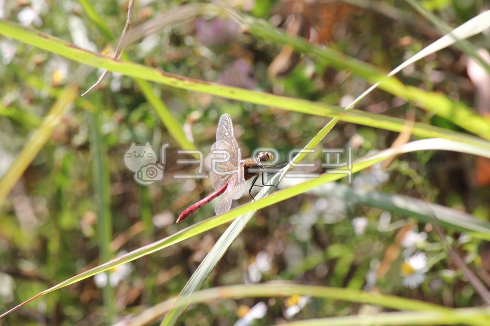 dragonfly,Dragonfly,red dragonfly,silver grass leaf,insect
