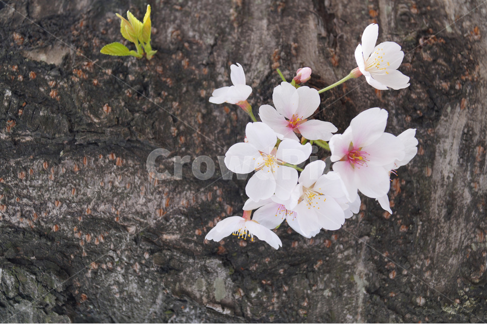 봄,벚꽃,자연,풍경,감성,flower,nature,white,pink,spring,tree,red,cherryblossom,나무,식물,새싹,봄기운,기운,봄날,스냅,일상,배경화면,소식,따뜻함,생명,선물,접사,계절,플라워,꽃,시작,start,happy,봄,계절,spring,season,식물,자연,plants,nature,꽃,flower,plant