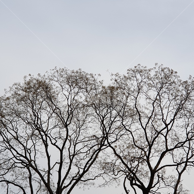 자연,나무,겨울나무,고목,풍경,식물,자연,plants,nature,나무,trees,wood