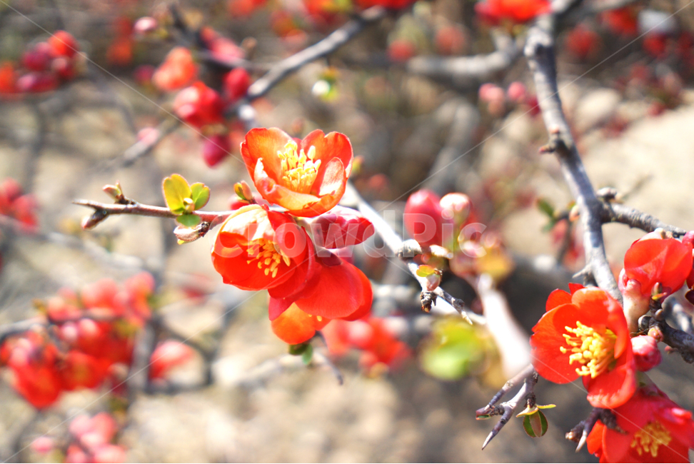 plant,식물,꽃,봄,붉은꽃,나무,꽃나무,식물,자연,plants,nature,꽃,flower
