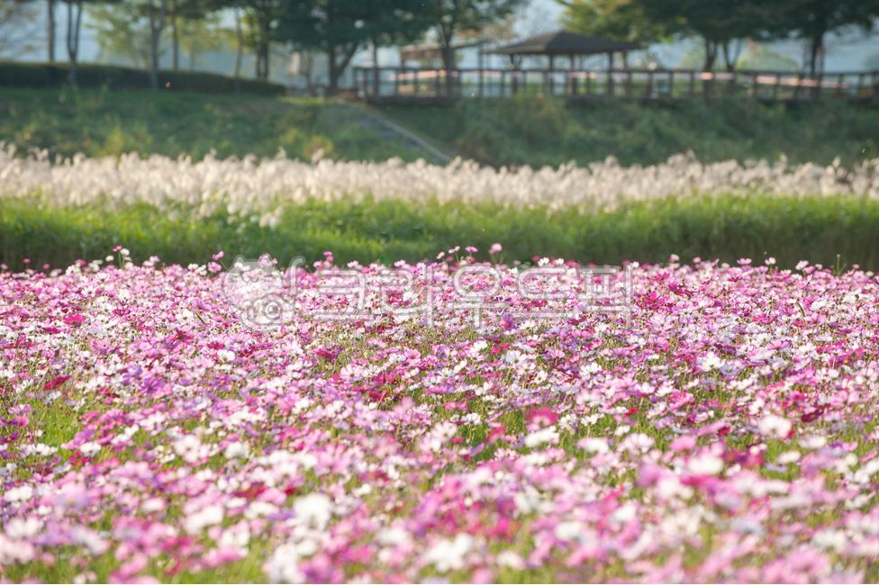 꽃,flower,꽃잎,코스모스,꽃풍경,코스모스밭,따뜻한,배경화면,분홍색,알록달록,핑크,pink,cosmos