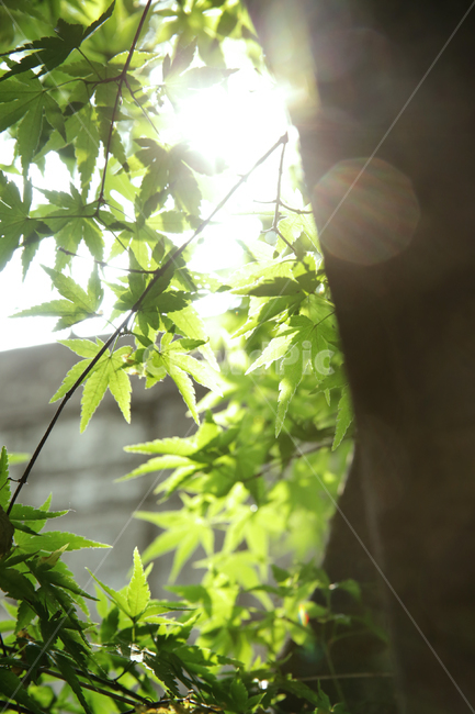 초록,나무,햇살,여름,초여름,늦봄,초록단풍,단풍,단풍잎,단풍나무,그린,역광,보케,빛망울