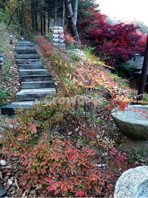 계단,나무,단풍,가을,산책,단풍잎,stairs,tree,fallfoliage,maple,autumn,walk,가을,계절,fall,autumn,season,자연,풍경,nature,landscape