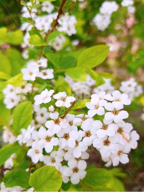 꽃,봄,blossom,plant,흰꽃,하얀색,식물,자연,plants,nature,꽃,flower