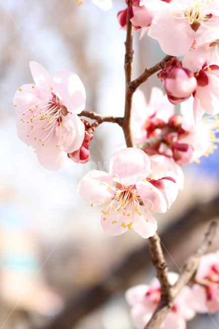 벗꽃,봄꽃,봄,사쿠라,꽃,봄,계절,spring,season,식물,자연,plants,nature,꽃,flower,plant