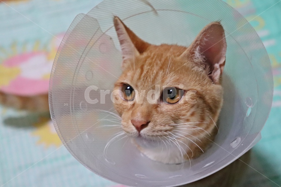 고양이,중성화,고양이중성화,동물병원,길고양이,치즈코숏,코숏,코리아숏헤어,고양이병원,중성화수술,cat,반려묘,반려동물,동물,animal,포유류,mammal,고양이,cat,kitten,kitty