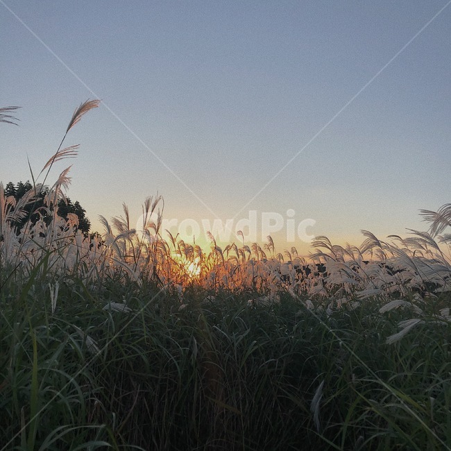 갈대,식물,plant,자연,노을,석양
