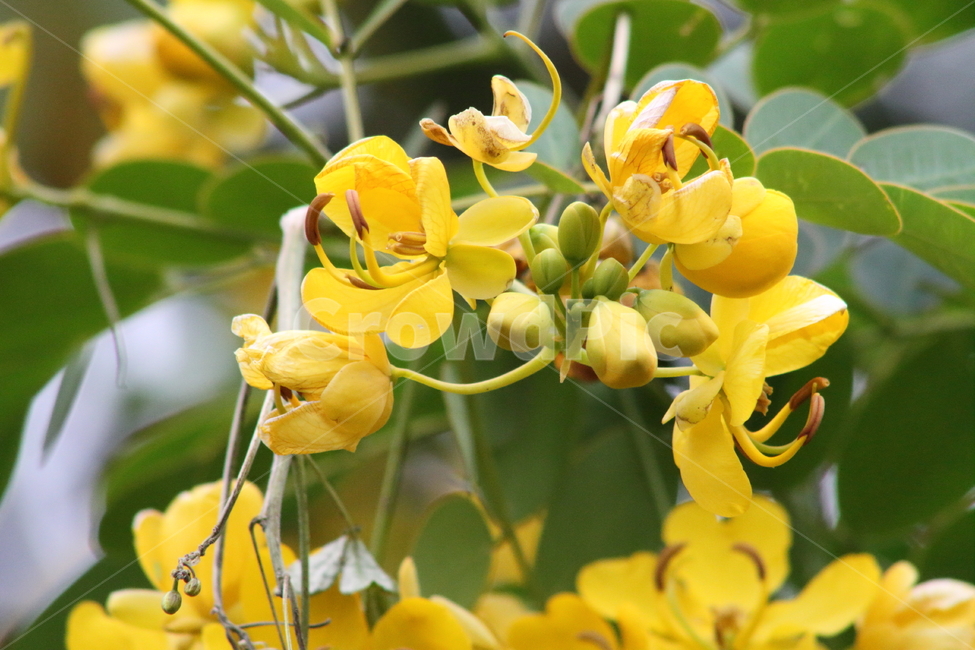 황회화나무,황호접,카시아,꽃,cassiacoluteoides,식물,자연,plants,nature,꽃,flower