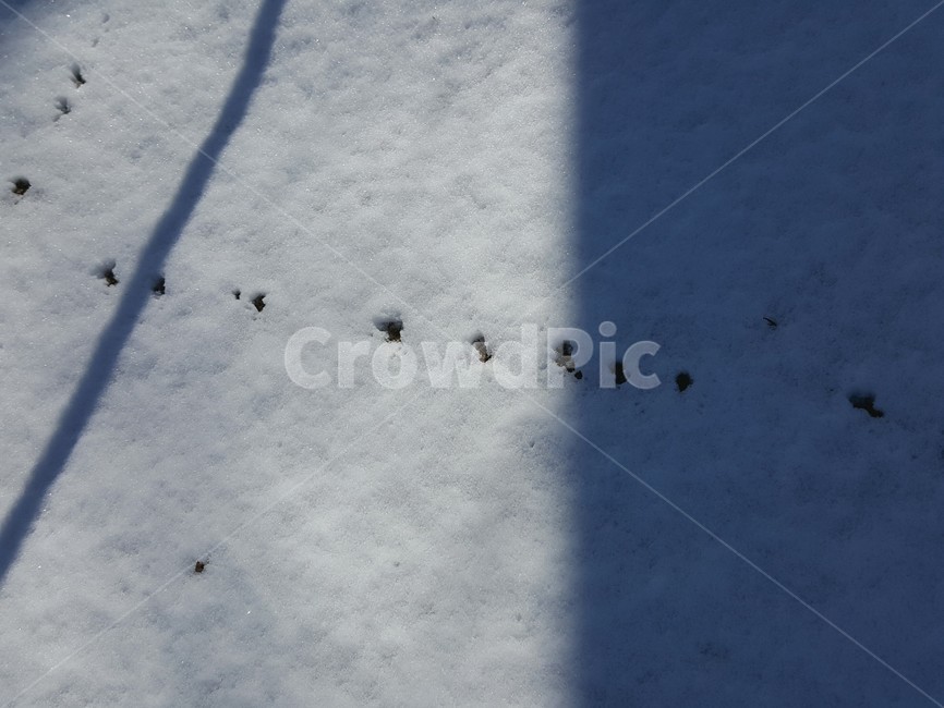 발자국,눈,겨울,강아지발자국,snow,겨울,계절,winter,season
