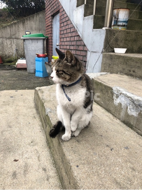 고양이,동물,길고양이,animal,애완동물,포유류,귀여운,앞발,뒷발,자연,길거리,계단,cat,pet,mammal,kitty,kitten