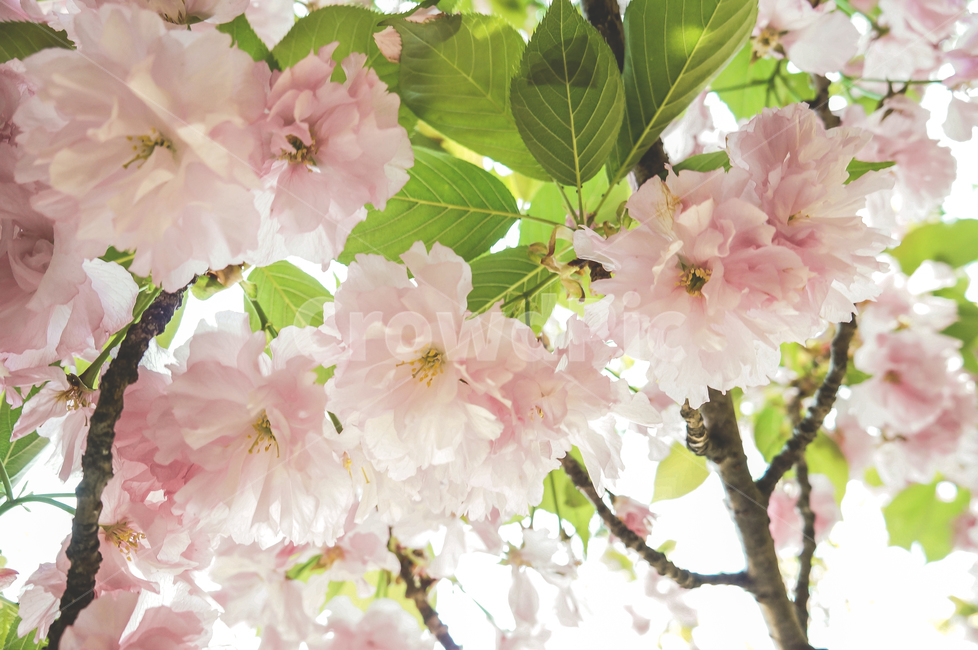 꽃,식물,감성사진,봄,빈티지,벚꽃,분홍,핑크,화사함,가드닝,나무,로맨틱,flower,pink,vintage,spring,cherryblossom,tree,봄,계절,spring,season,식물,자연,plants,nature,꽃,flower,plant,blossom