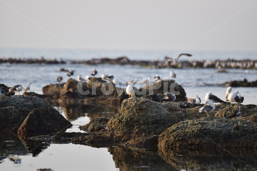 포항,새,갈매기,바다,여름,동물,animal,조류,새,birds
