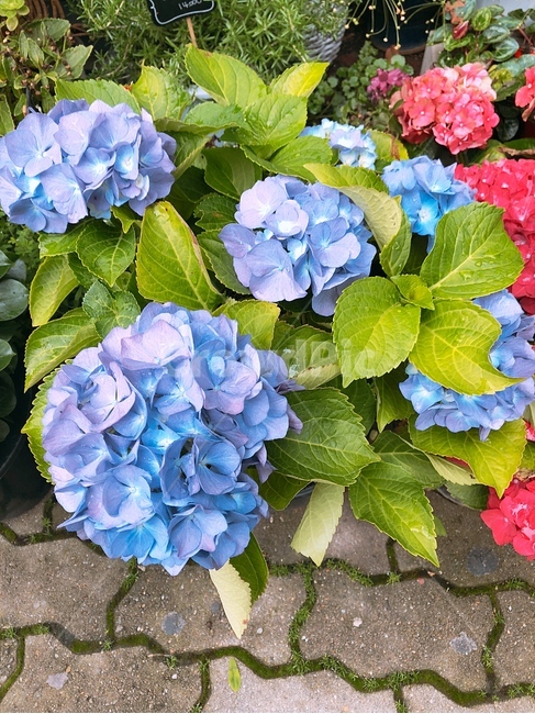 수국,blossom,식물,geranium,plant,예쁜,식물,자연,plants,nature