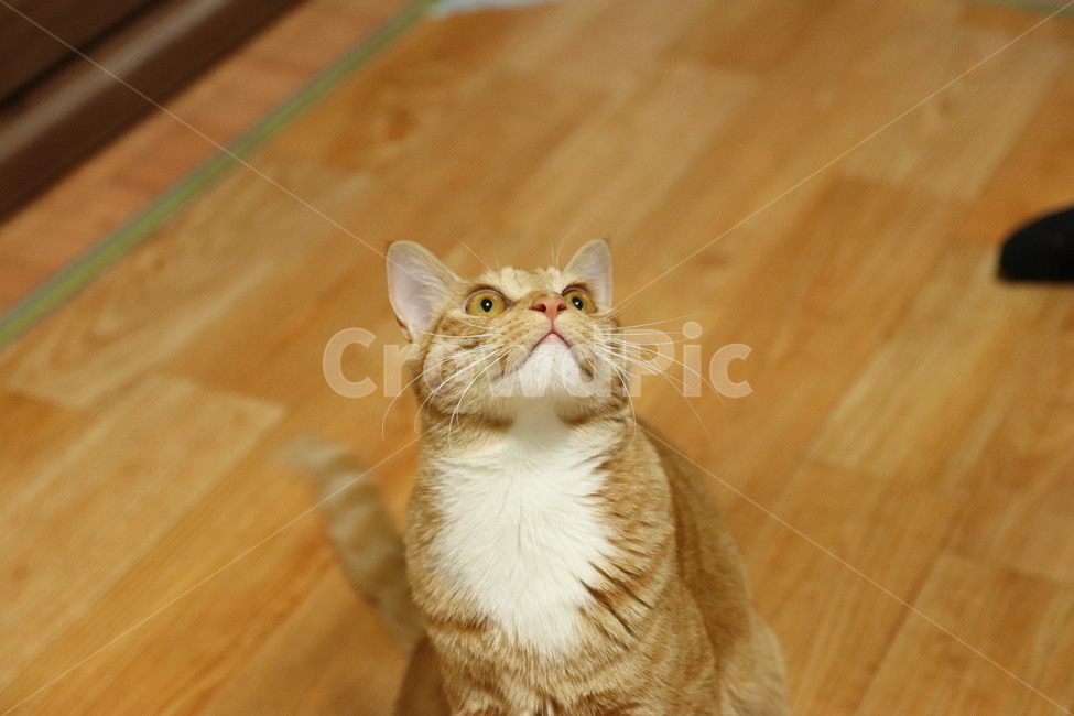 고양이,캣,코숏,코리아숏헤어,반려묘,반려동물,동물,치즈코숏,노란고양이,집고양이,길고양이,cat,동물,animal,포유류,mammal,고양이,cat,kitten,kitty
